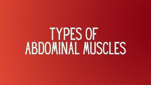 Read more about the article Abdominal Muscles and Their Types